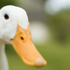 Image for article titled Internet rallies around sweet kid who just wants a duck